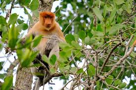 Sering disebut monyet belanda lantaran memiliki hidung yang panjang dan menggantung jenis primata bernama latin nasalis lavartus ini juga punya perut yang tampak besar sebagai hasil dari. Terancam Punah Bekantan Monyet Hidung Panjang Asli Kalimantan