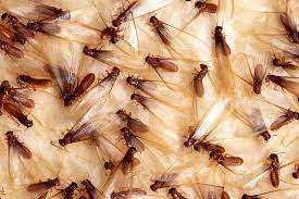 4.7 (33) see price in cart. Sentry Pest Control Posts Facebook