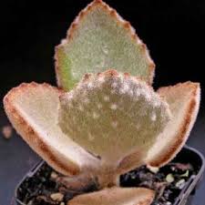 Echeveria Blue Bird Suculentas Crasas Nombres De Cactus