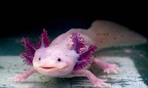I'm 15 and got an axolotl rather recently(: Axolotl Care Sheet Tank Set Up Health Diet And More Everything Reptiles