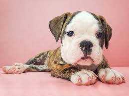 We did not find results for: Old English Bulldog Dog Female Fawn Brindle And White 2700248 Petland Las Vegas Nv