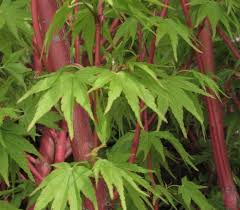 Upright habit with spreading crown. Acer Palmatum Japanese Maple At Portland Nursery And Garden Center