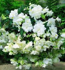 Easy to grow bulbs's products on amazon.com. Beautiful White Begonias Growing In A Hanging Basket Great For The Patio Www Easytogrowbulbs Com Easy To Grow Bulbs Begonia Flower Garden