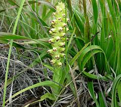 Image result for Corycium dracomontanum