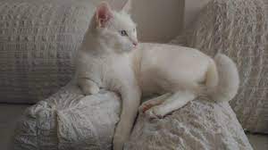 ankara kedisi 2020 kedi ankara