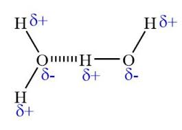 Draw And Explain A Diagram Of Hydrogen Bonding. Be Sure To Mention Negative  And Positive Charges. | Homework.study.com