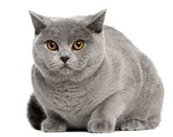 Kot Brytyjski Krotkowlosy Kedi Cats Renkler