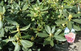 Non Edible Landscapes And Poisonous Plants Hoegger Farmyard Rhododendron Plant Plants Rhododendron