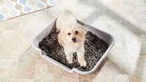 Image result for can cat litter be used for dogs