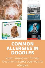 Is a labradoodle considered a large breed? Puppy Growth Chart For Doodles And Interactive Calculator
