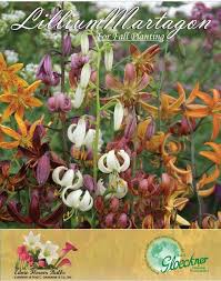 The owner (i assume) jeffrey is the most helpful person i have ever dealt with. Ednie Flower Bulbs Posts Facebook
