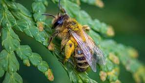 Keeping wasps and hornets away from the house. Bumblebees Vs Honeybees What S The Difference And Why Does It Matter The Student Conservation Association