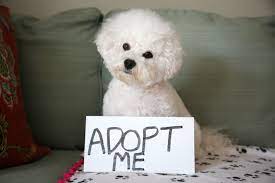 A path 4 paws dog rescue in las vegas, nv has pets available for adoption. Doggidy Doo Dog Rescue Bee Social Savvy