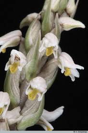 Image result for Zeuxine