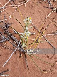 Image result for Trachyandra saltii