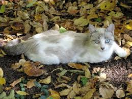 Wild kitties can be tamed by tossing a piece of cooked fish near them. How To Tame A Wild Cat Pethelpful