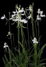 Image result for Habenaria afra