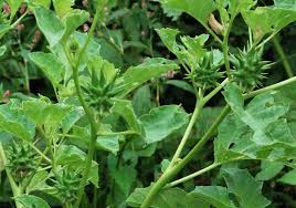 Image result for Datura ferox