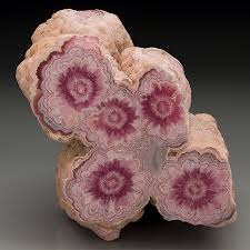 Image result for Rhodopentas