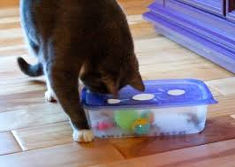 Puzzle feeders, toys or devices that contain food encourage your cats to engage in predatory behaviour. 12 Diy Cat Toys To Show Your Love Learn More On Litter Robot Blog