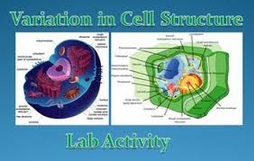 We did not find results for: This Variation In Cell Structure Lab Is Part Of My Cell Unit And Covers Basic Differences Between Pla Lab Activities Cell Structure High School Science Teacher