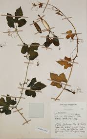 Image result for Kedrostis leloja