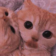 Pin By Wa Bel On Cá´á´œá´˜ÊŸá´‡ Cat Matching Icons Aesthetic Cat Icon Animal Icon