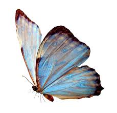 Freetoedit Butterfly Nichememe Aesthetic Sticker Vaporwave Remixit Butterfly Art Blue Butterfly Butterfly