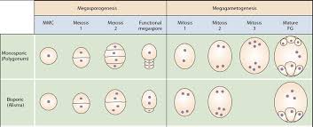 The Modular Hypothesis For Embryo Sac Evolution Can Be Combined With... |  Download Scientific Diagram