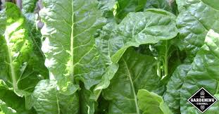 We did not find results for: Will Spinach Grow Back After Cutting Gardening Channel