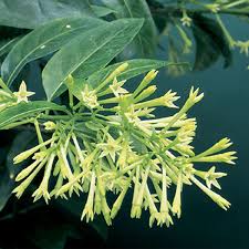 Image result for Cestrum nocturnum