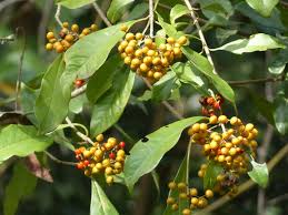 Image result for Pittosporaceae