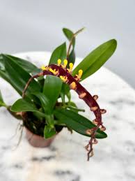 Image result for Bulbophyllum comatum