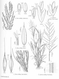 Image result for Leptochloa fusca