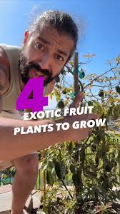 4 Exotic fruit you can grow at home! creative explained