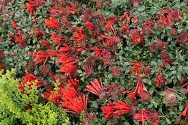 Image result for Marsdenia macrantha