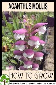 Image result for Acanthus polystachyus