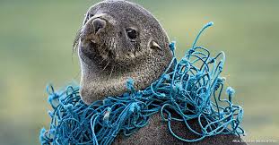 A Plague Of Plastics Marine Animals Plastic Pollution Ocean Animals