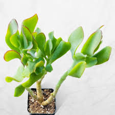 Image result for Crassula rhodesica