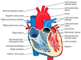 Circulatory system blood vessel diagram scheme. The Diagram Below Represents The Simplified Pathway Of The Circulation Of Blood Study The Same And Answer The Following Questions I Name The Blood Vessels Labelled 1 And 2 Ii State The Function