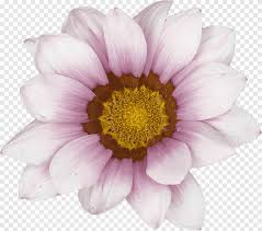 Pengiriman hari sama bunga segar. Bunga Matahari Umum Transvaal Daisy Bahan Bunga Bunga Indah Pink Gerbera Bunga Matahari Tanaman Tahunan Png Pngegg