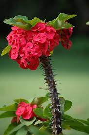 Maybe you would like to learn more about one of these? Euphorbia Milli Crown Of Thorns Red Flowers Crown Of Thorns Plant Plants Beautiful Flowers