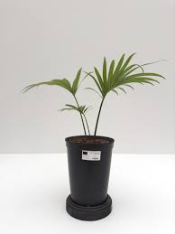 Image result for Cycas thouarsii