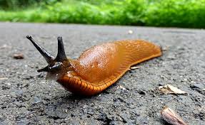 Up Close: Slugs