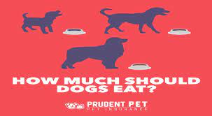A large breed dog (up to 75 pounds) should eat up to 2 ½ cups of dry food per day. How Much To Feed Your Dog Prudent Pet Insurance