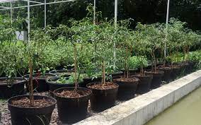 Cili padi (cili bara) atau dalam bahasa dusun kami panggil lado momporok sememangnya antara cili paling tak lengkap hidangan kalau tiada cili dalam menu. Bercocok Tanam Cabai Dalam Polybag