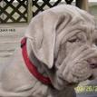 Neapolitan Mastiff Puppies for Sale | Greenfield Puppies