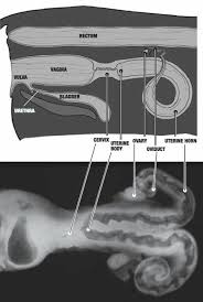 Diagram Of The Reproductive Anatomy Of A Cow Ai Large Animal Vet Vet Medicine Animal Science