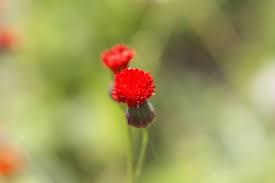 Image result for Emilia coccinea