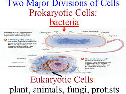Prokaryotic and eukaryotic (also spelled procaryotic and eucaryotic). Two Major Divisions Of Cells Prokaryotic Cells Bacteria Eukaryotic Cells Plant Animals Fungi Protistsbacteria Ppt Download